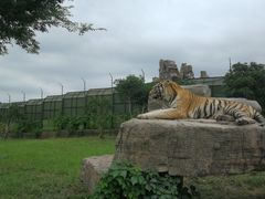 -野生动物园-停车场