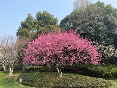 -红梅公园