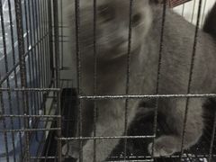 -瑞派动物医院·猫专科·至诚(江南中分院)