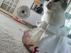 -泰国佛·塔罗·泰牌狐仙古曼