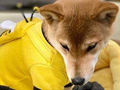 -逗柴咖啡屋·狗咖猫咖宠物桌游