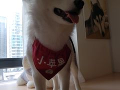 -Husky Go! 哈士奇体验馆·宠物咖啡厅狗咖