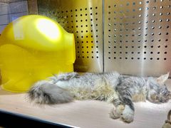 -瞄一喵猫咖(格力海岸店)