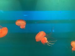 -北京海洋馆