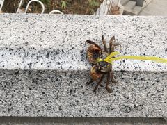 -黄埔古港