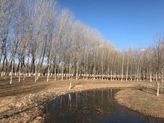 -东郊湿地公园