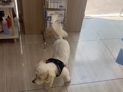 -申普宠物医院·眼科·心内科·影像科(普陀分院)