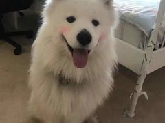 -翊宠yipet猫狗购宠庄园犬舍•猫舍