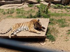 -大连森林动物园