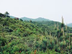 -大姆山草场