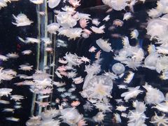 -太平洋海底世界