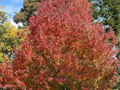 -墨尔本皇家植物园