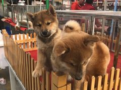 -中环花鸟鱼虫市场