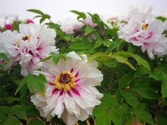 -曹州百花园