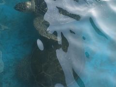 -广东惠东海龟国家级自然保护区