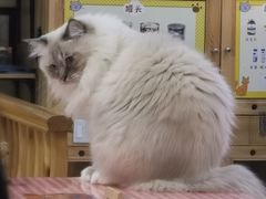 -滚猫咖啡·猫咖·猫友好撸猫(未来城店)