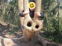 -上海佘山国家森林公园天马山园