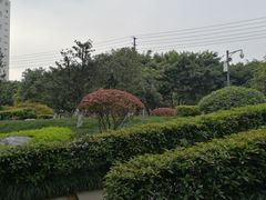-神仙树公园