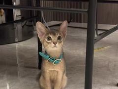 -猫十亿·布偶金渐层·曼基康矮脚猫舍(青年路店)