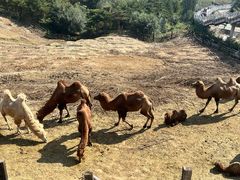 -大青山野生动物园
