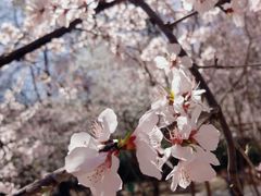 -桃花堤公园