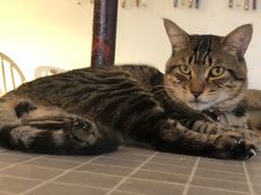 -海边的猫和咖啡馆