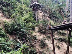 -西双版纳原始森林公园