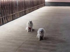 -宠物之家Pets Home 宠物寄养酒店