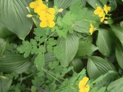 -黑龙江省森林植物园