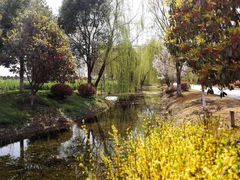 -上海长兴岛郊野公园