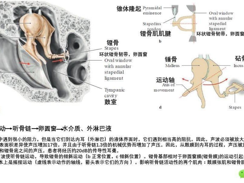 听小骨的作用图片