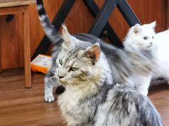 -楼上猫咖(罗湖店)