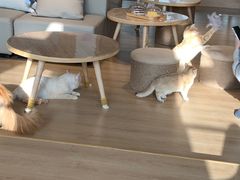 -猫腻·猫咖·撸猫馆(星光大道店)