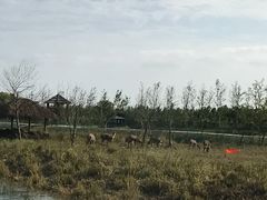 -泗洪洪泽湖湿地景区
