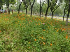 -永定河休闲森林公园