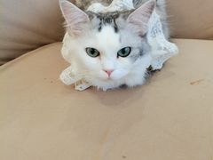 -怪兽屋·羊驼·猫咖·狗咖(俊华广场店)