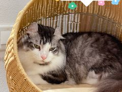 -猫小主咖啡·猫咖cat cafe(福田店)