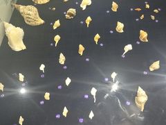 -青岛贝壳博物馆