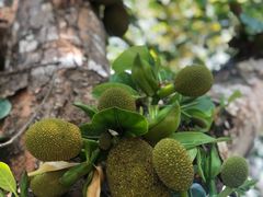 -中国科学院西双版纳热带植物园