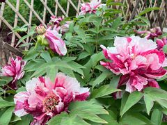 -黑龙江省森林植物园