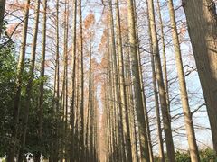 -上海长兴岛郊野公园