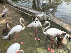 -吉隆坡雀鸟公园