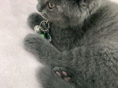 -安安宠物医院(情缘分院)