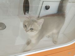 -三花喵·撸猫购宠·宠物生活馆(虹桥南丰城店)