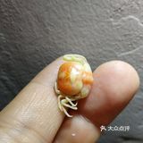 看得见的蚝美味～part 1 清蒸生蚝