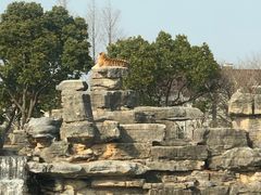 -上海野生动物园