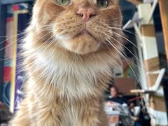 -喵屿·大理花园猫咖