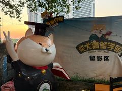 -柴犬高等学院·狗咖·柴犬售卖·宠物训练