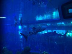 -成都浩海立方海洋公园