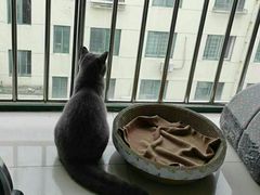 -糯米喵星人·撸猫猫舍咖啡馆(西市场嘉华店)